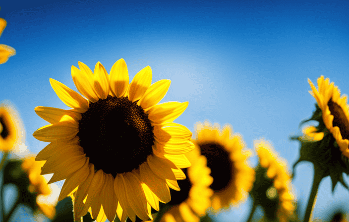 An image showcasing a radiant sunflower field against a vivid blue sky