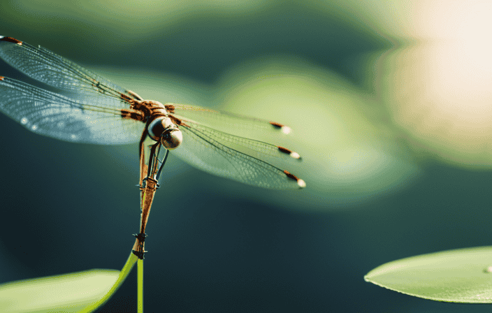An image of a shimmering dragonfly gracefully perched on a vibrant water lily, its iridescent wings catching the sunlight