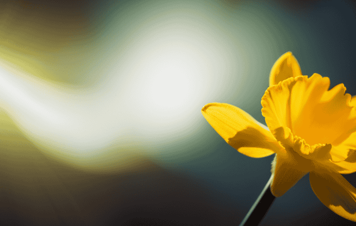 An image that captures the essence of a vibrant yellow aura, blending colors like sunshine, lemon zest, and daffodils