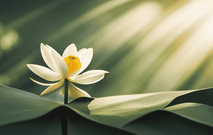 An image capturing the serene beauty of a lotus flower blooming in a tranquil Zen garden