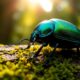 beetle symbolism and significance