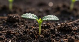 silent growth beneath surface