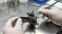 rabies bat