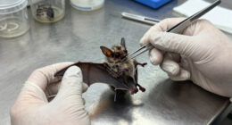 rabies bat