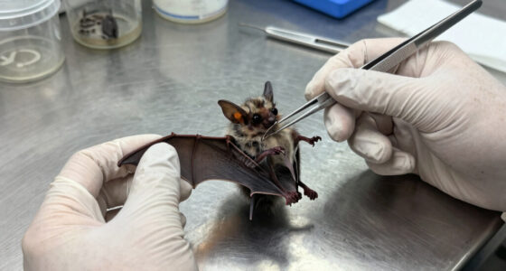 rabies bat