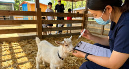 Baby Goats From A Traveling Petting Zoo Test Positive For Rabies